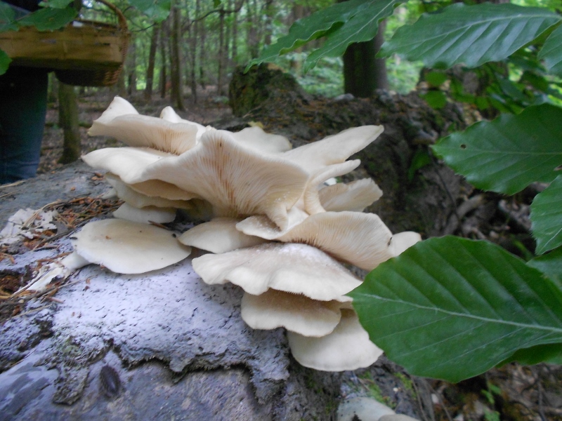 DSCN1466 (800x600).jpg