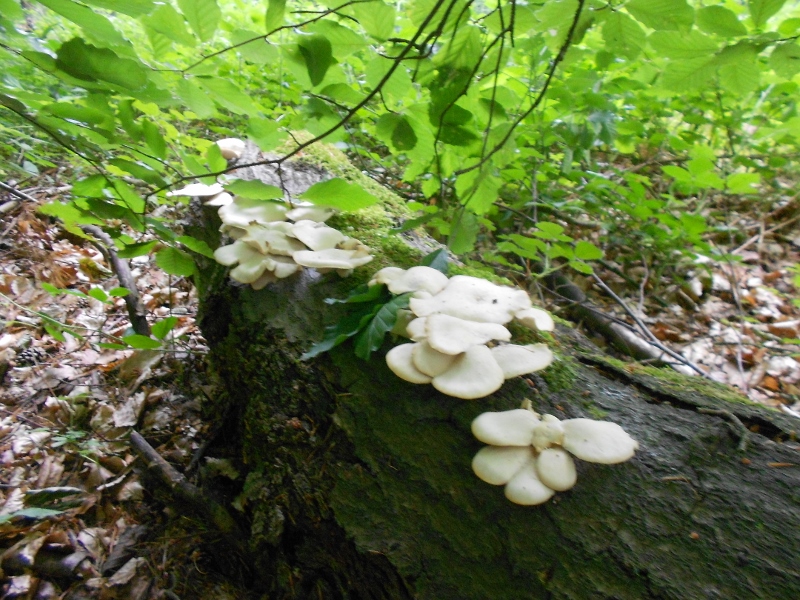 DSCN1467 (800x600).jpg