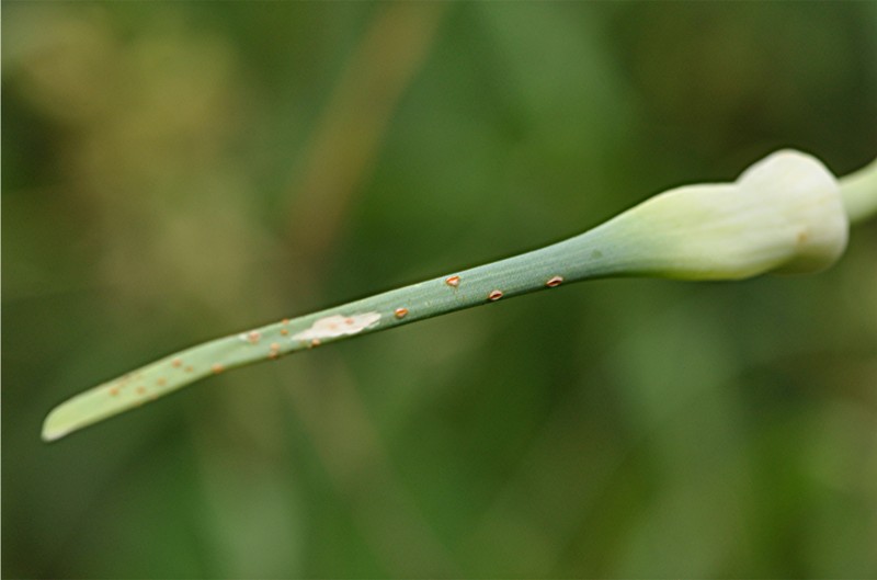 _DSC0602 Ausschnitt, Schärfe, klein.jpg
