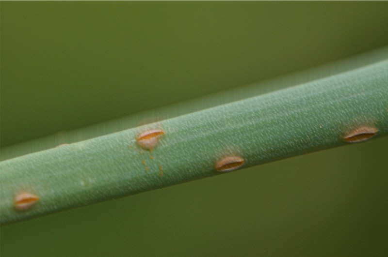 _DSC0606 Rost, Ausschnitt, Schärfe, klein.jpg