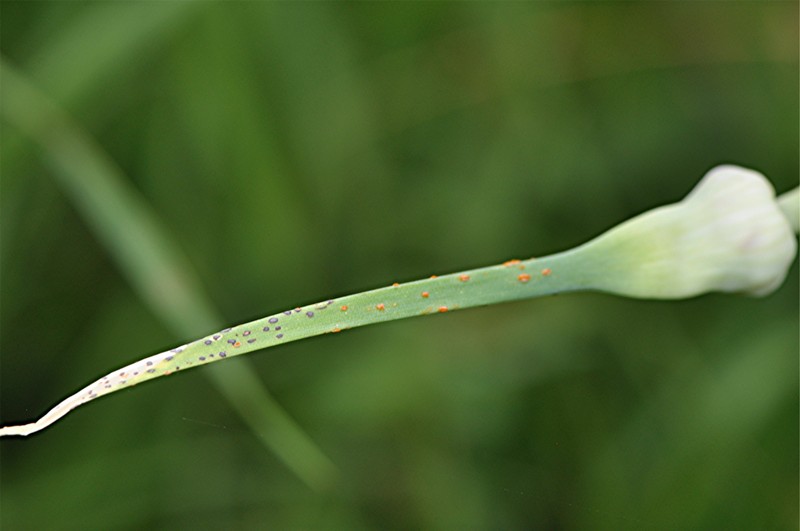 _DSC0611 Rost, Schärfe, klein.jpg