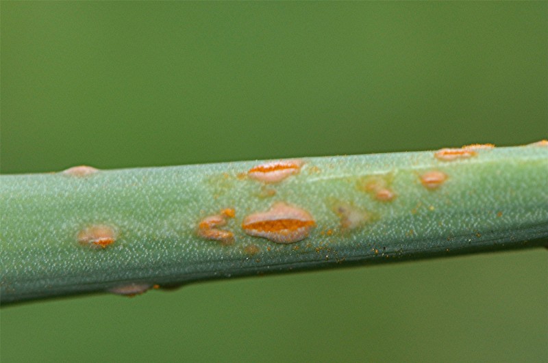 _DSC0614 Rost, Ausschnitt, Schärfe, klein.jpg