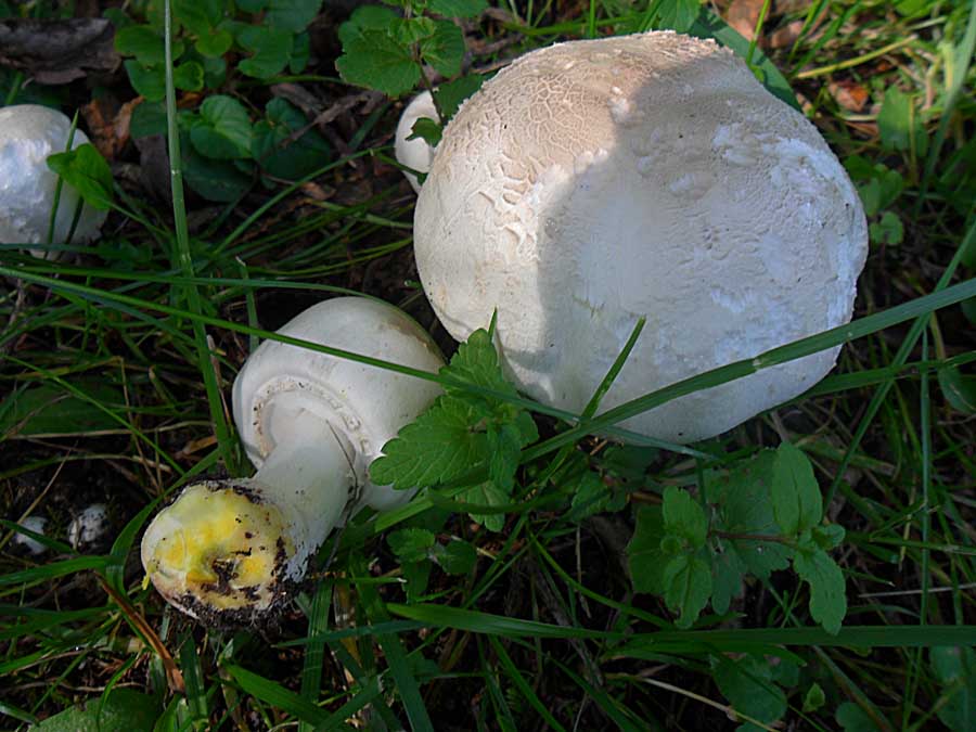 Agaricus xanthodermus.jpg