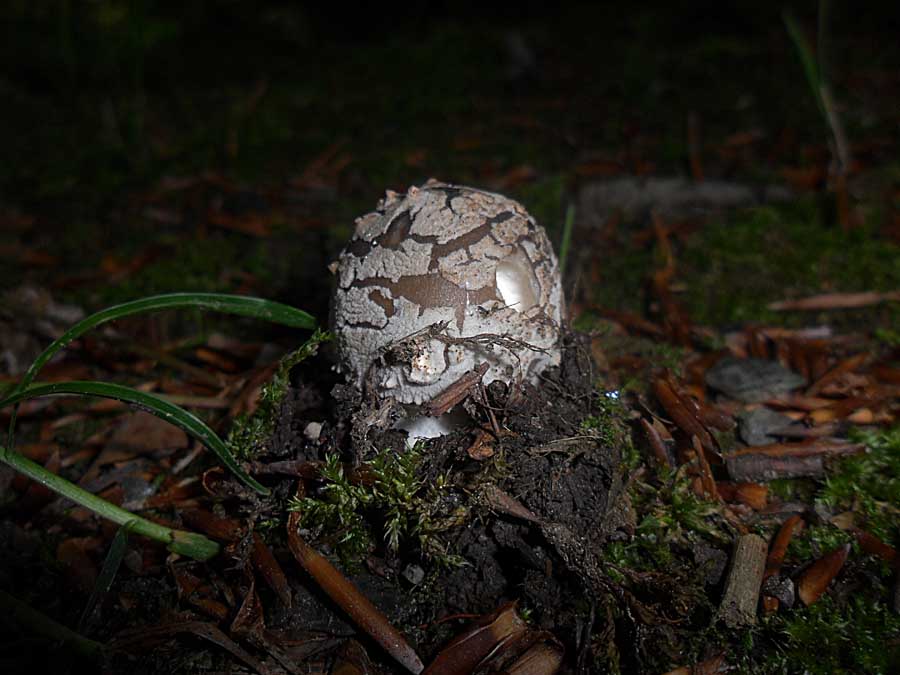 Amanita excelsa.jpg