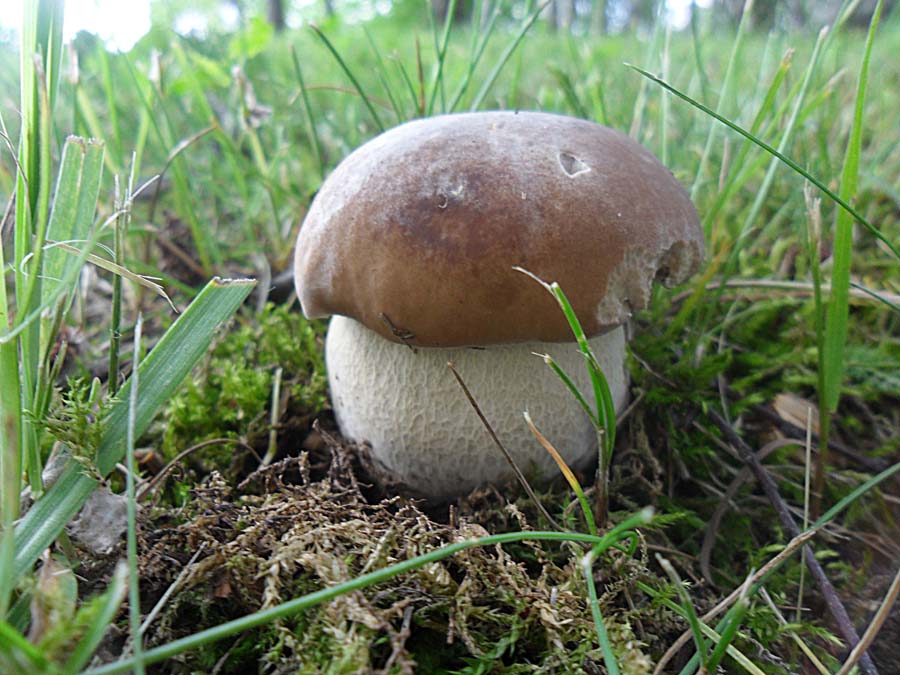 Boletus edulis.jpg
