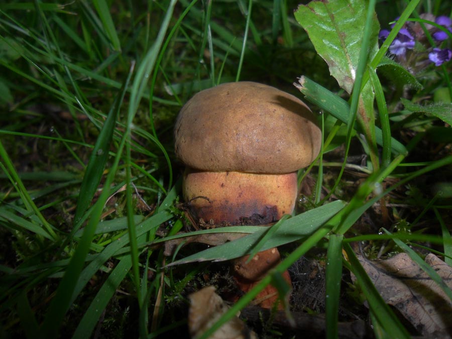 Boletus erythropus.jpg