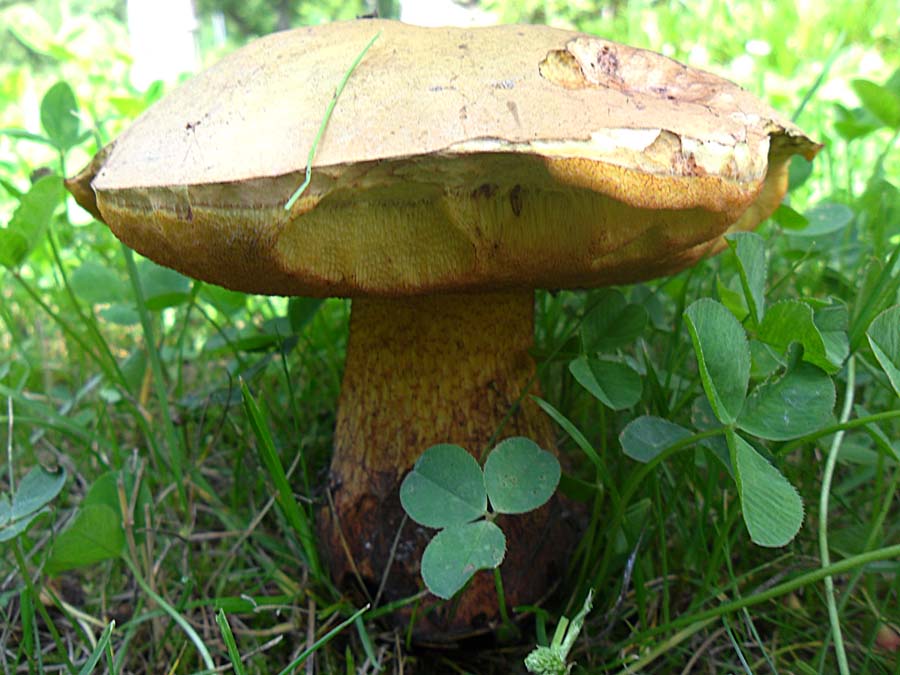 Boletus luridus 1.jpg