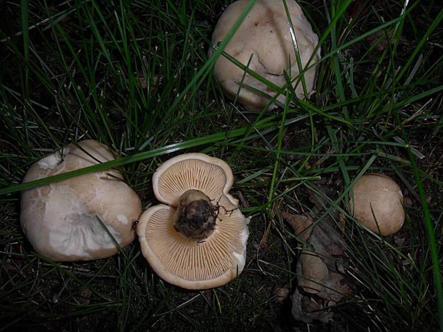 Calocybe gambosa.jpg