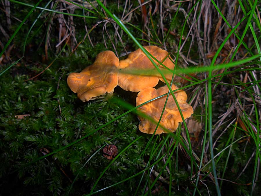 Cantharellus amethysteus.jpg