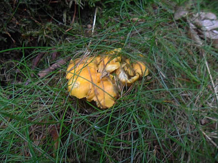 Cantharellus cibarius.jpg