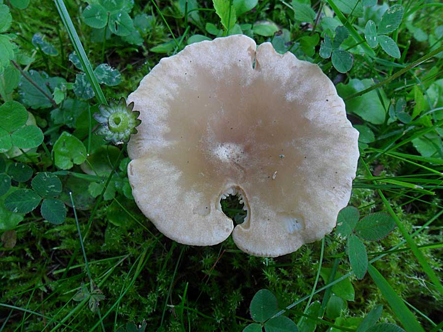 Clitocybe costata.jpg