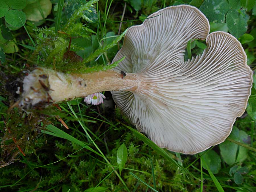 Clitocybe costata 1.jpg