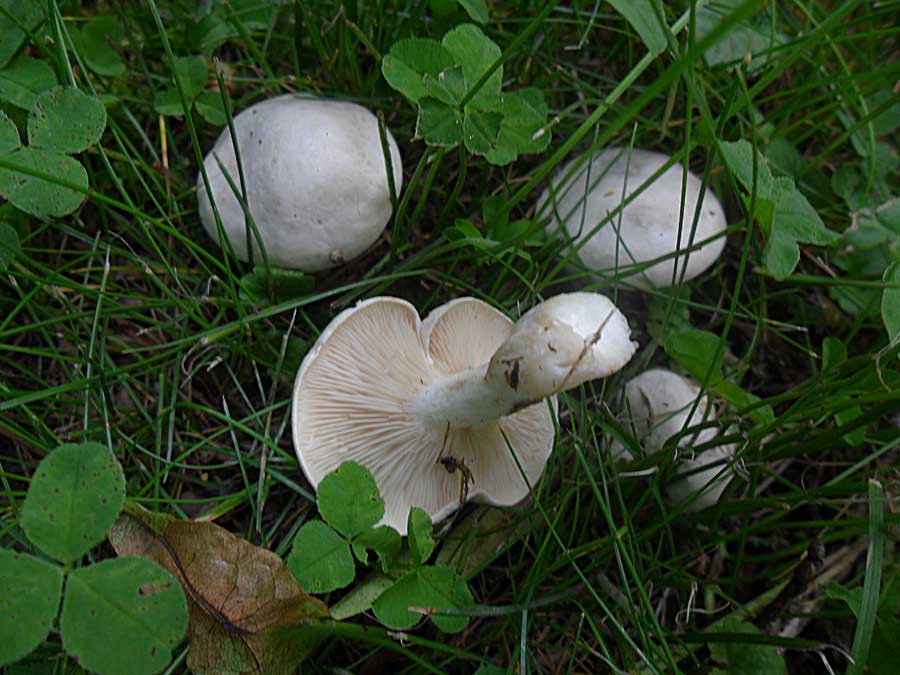 Clitopilus prunulus.jpg