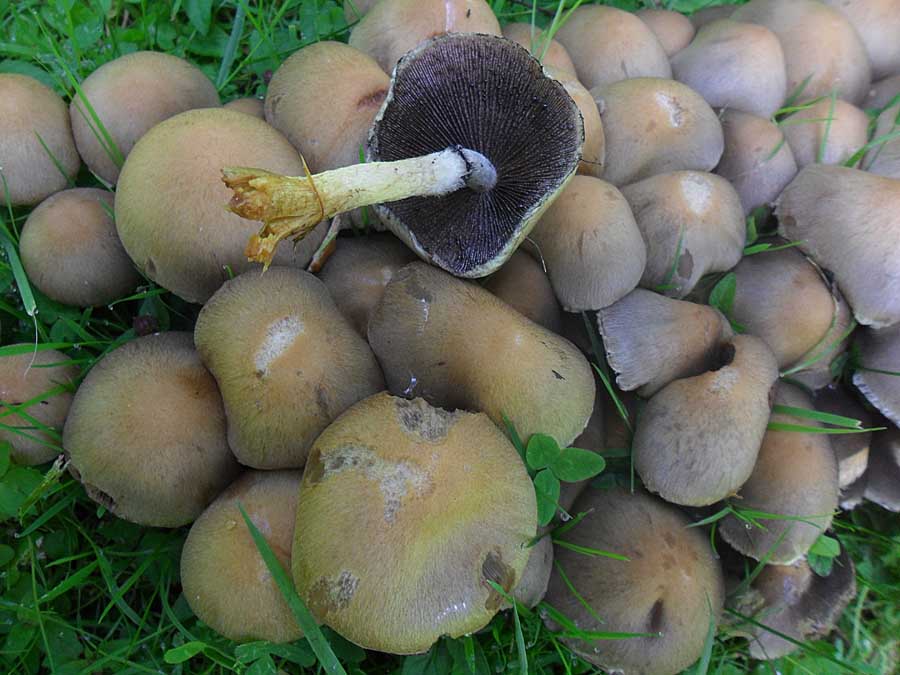 Lacrymaria lacrymabunda.jpg