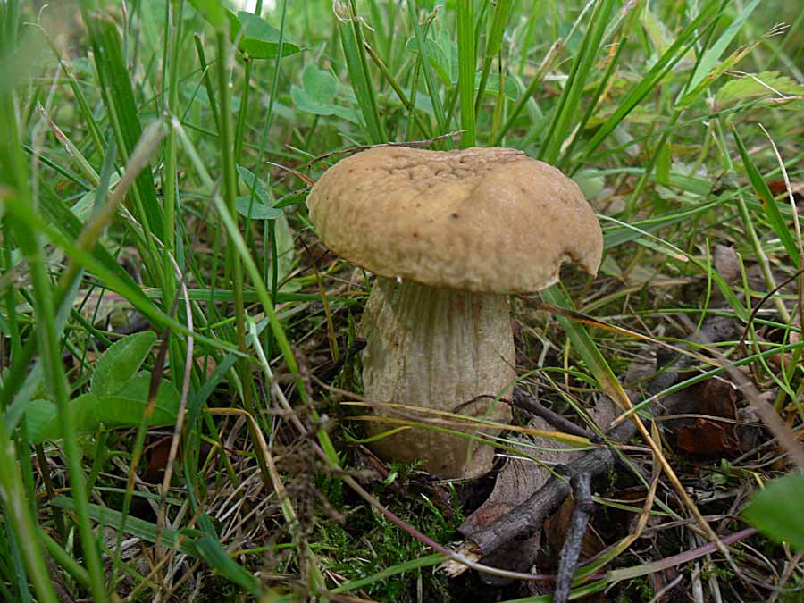 Leccinum pseudoscabrum.jpg