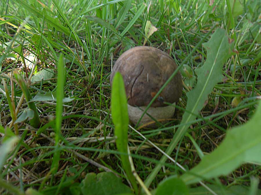 Leccinum scabrum.jpg