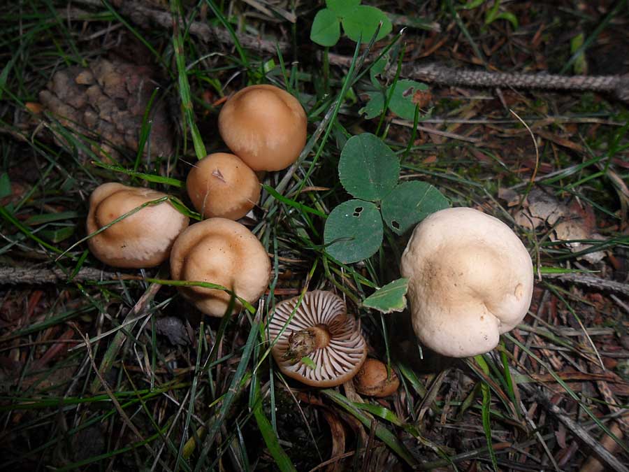 Marasmius oreades.jpg