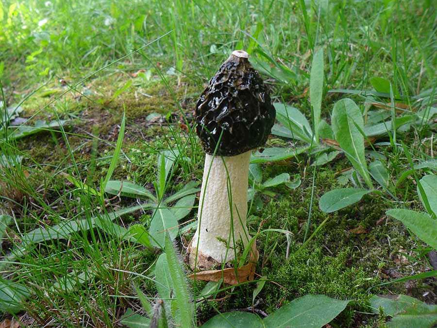 Phallus impudicus.jpg