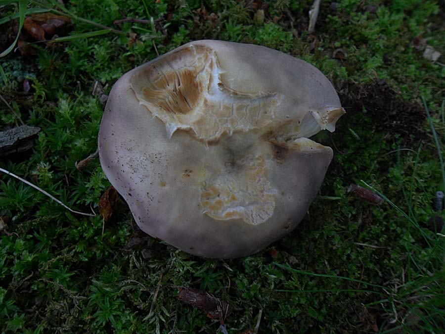 Russula cyanoxantha.jpg