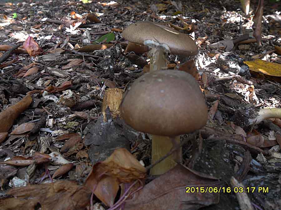 Stropharia rugosoannulata.jpg