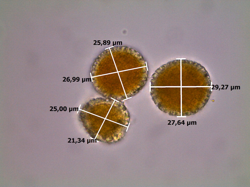 Coleosporium_cacaliae_8.jpg