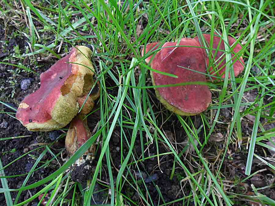Xerocomus rubellus 1.jpg
