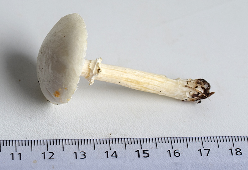 Stropharia sp_1.0.JPG