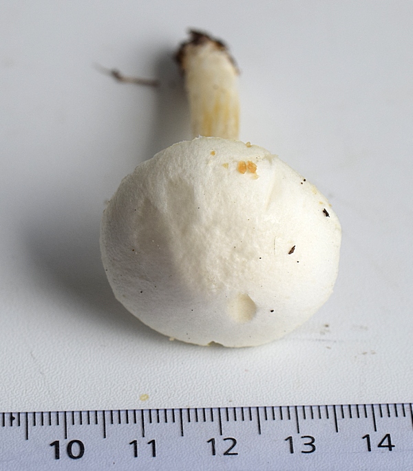 Stropharia sp_1.1.JPG