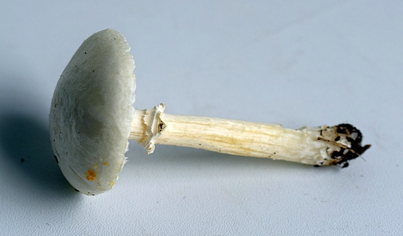 Stropharia sp_1.2.JPG