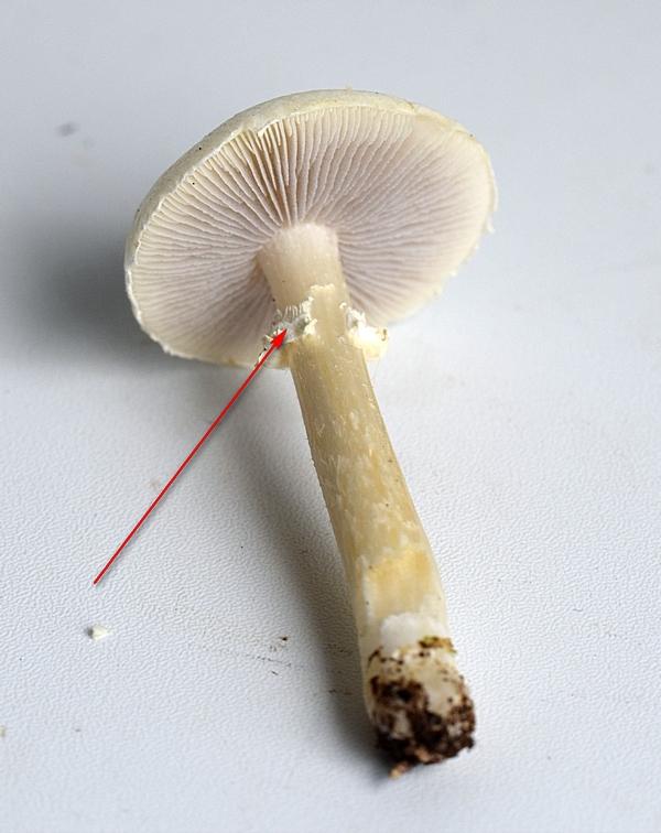 Stropharia sp_1.3.JPG