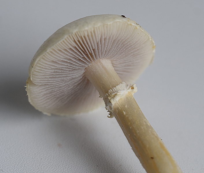 Stropharia sp_1.4.JPG