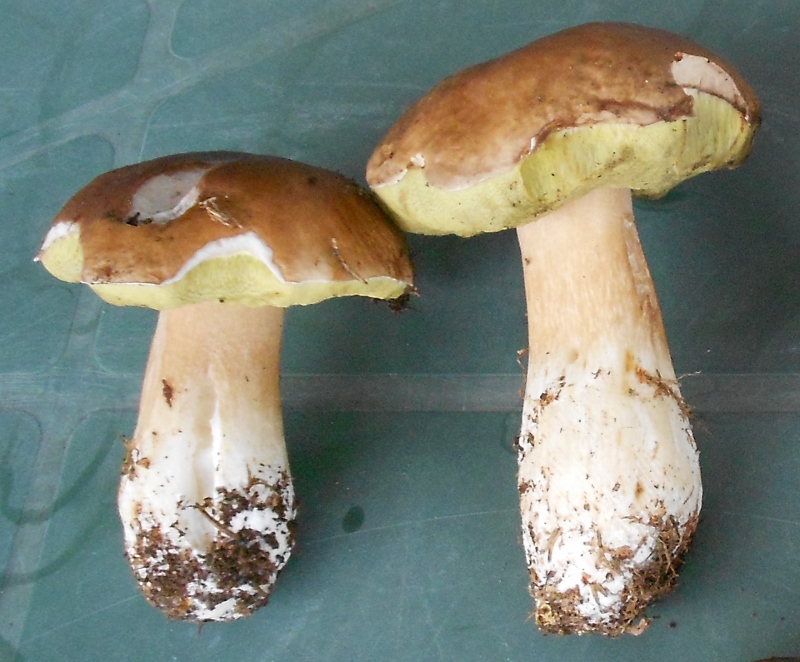 Boletus edulis.jpg