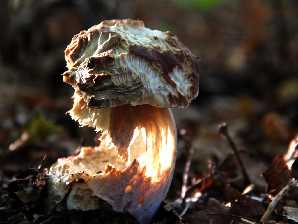 Boletus illuminare.jpg