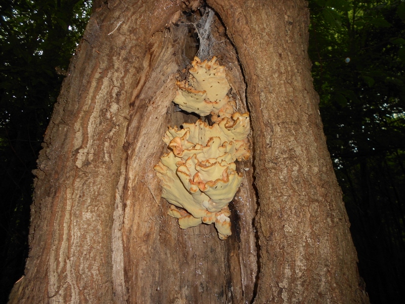 Laetiporus sulphureus.jpg