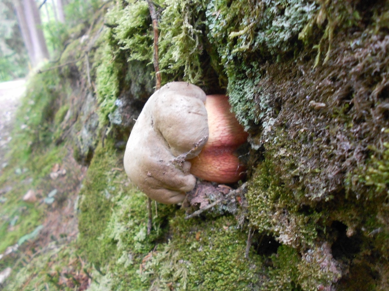 Boletus calopus.jpg