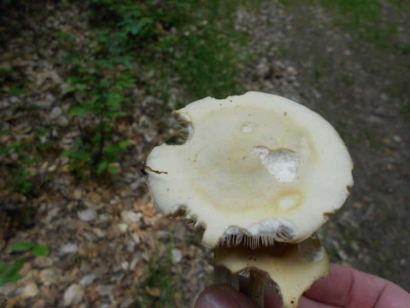 Agrocybe praecox (2).jpg