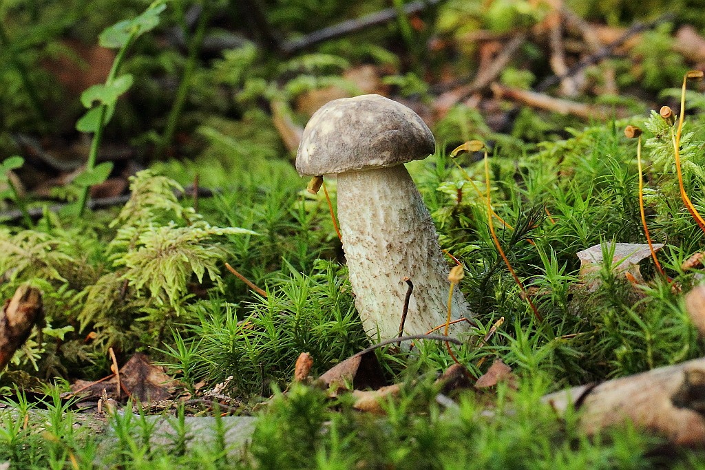 Leccinum variicolor.JPG