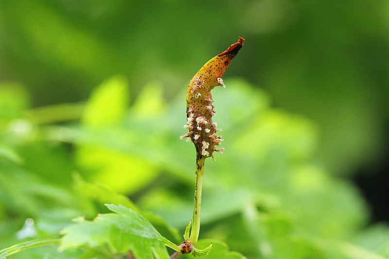 2015-07-13 #27671-w Gymnosporangium clavariiforme.jpg