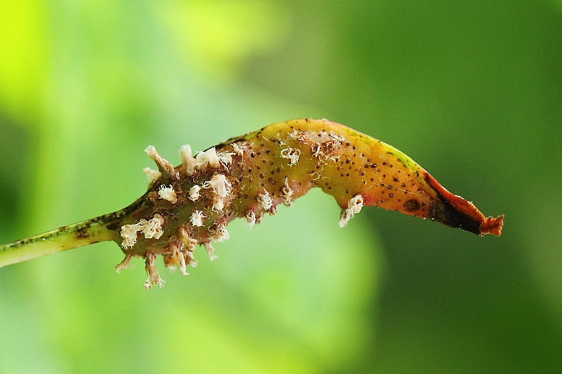 2015-07-13 #27672-w Gymnosporangium clavariiforme.jpg
