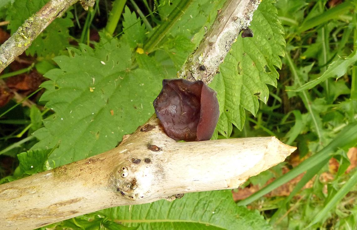 Judasohr_a01 (Copy).jpg