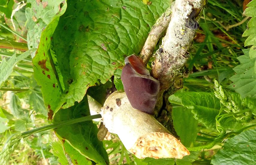 Judasohr_a02 (Copy).jpg