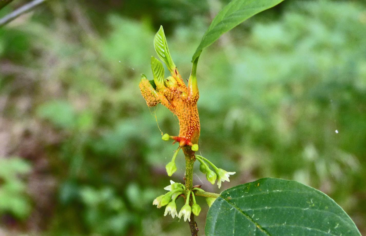 Rostpilz_b01 (Copy).jpg