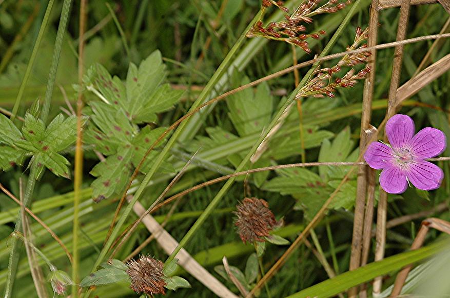 DSC_1830 Rostpilz an Sumpf-Storchschnabel 35 %.JPG