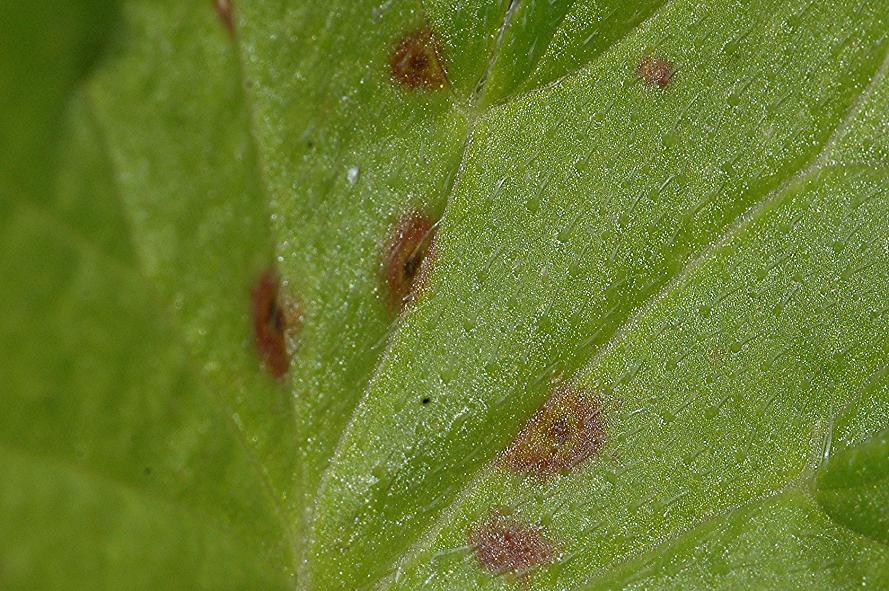 DSC_1834 Rostpilz an Sumpf-Storchschnabel, Blattoberseite,  Aussschnitt, Schärfe 53 %.JPG