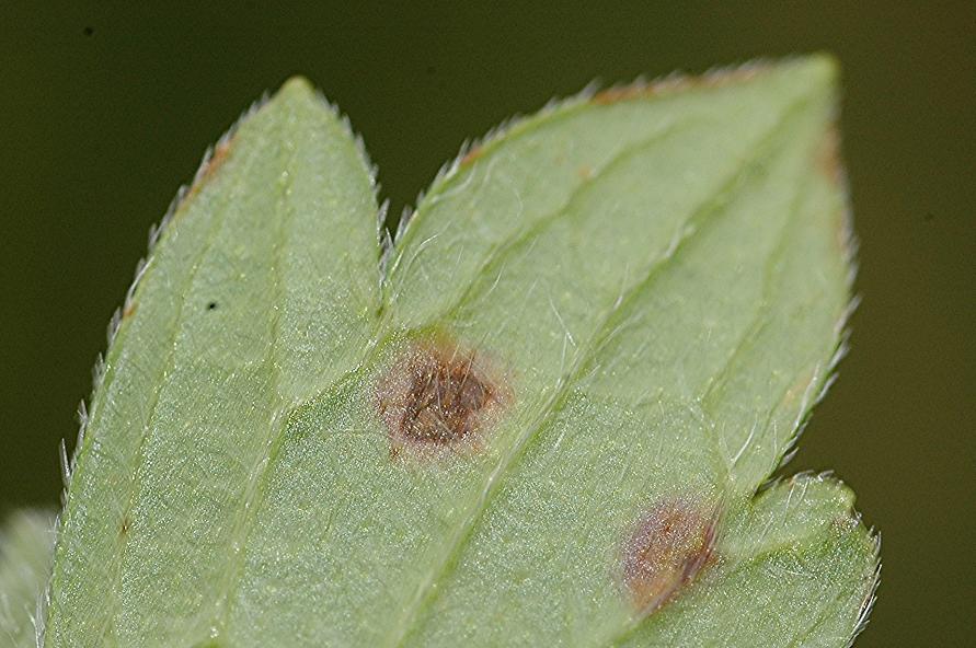 DSC_1835 Rostpilz an Sumpf-Storchschnabel, Blattunterseite, Ausschnitt, Schärfe 52 %.JPG