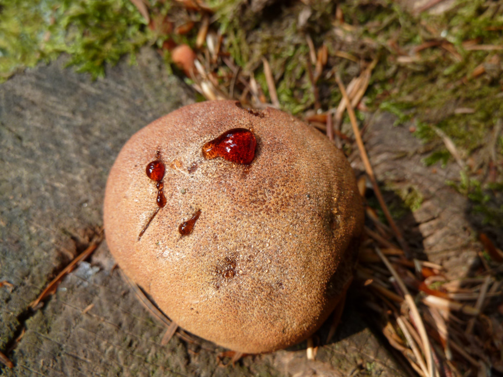 Fistulina Hepatica 1.jpg