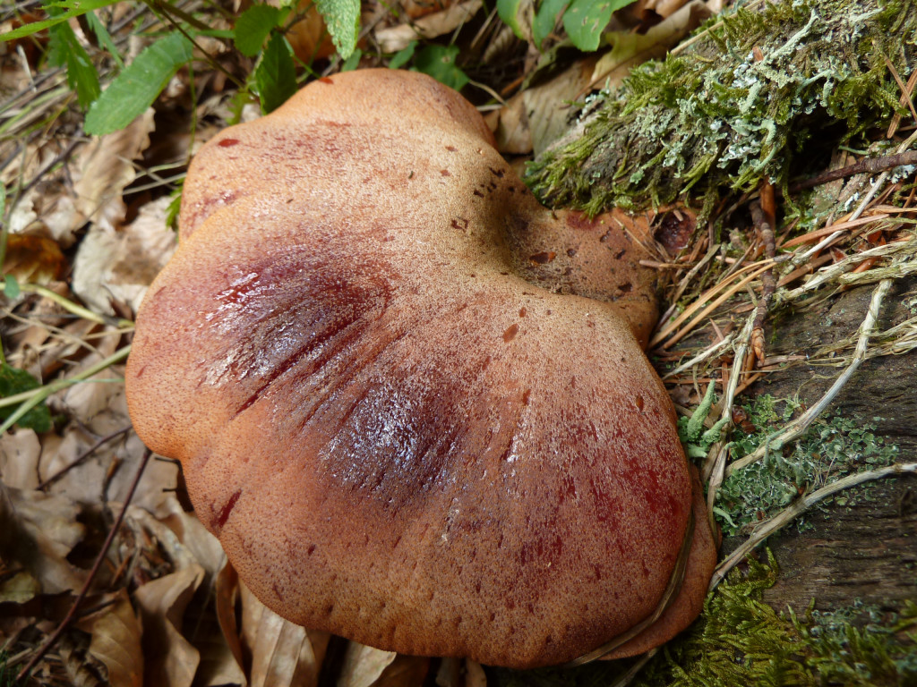 Fistulina Hepatica 2.jpg