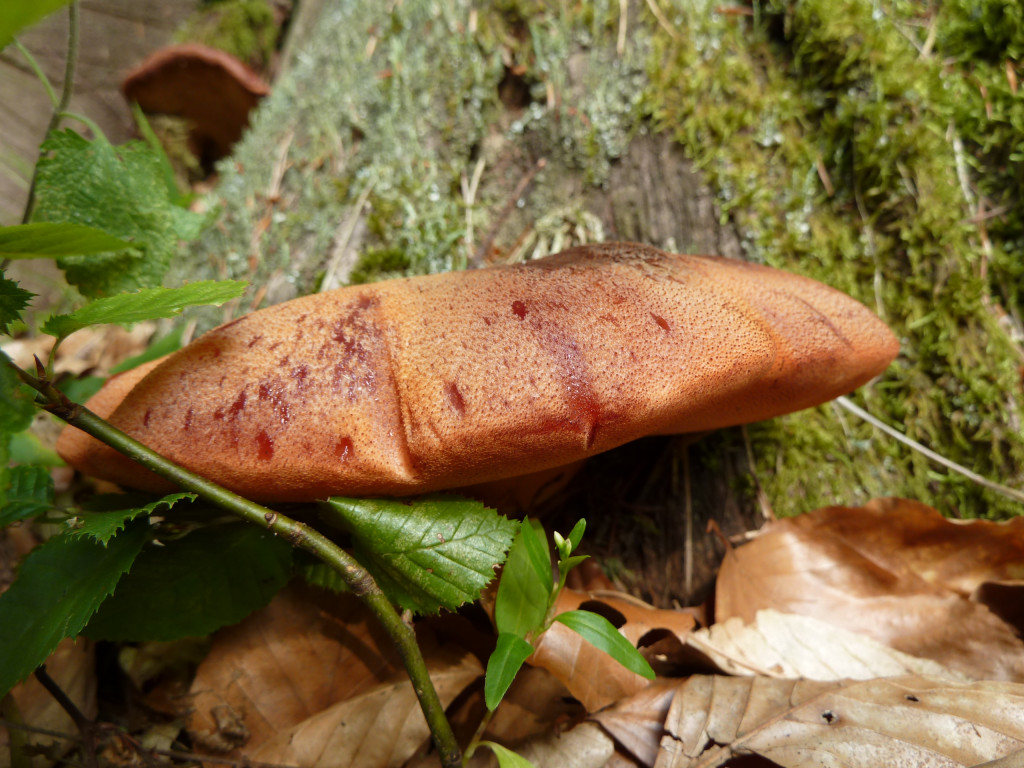 Fistulina Hepatica 3.jpg