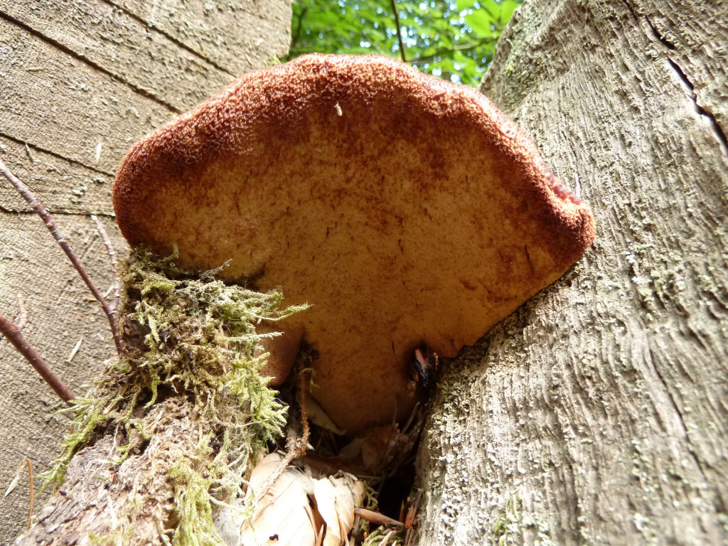 Fistulina Hepatica 4.jpg