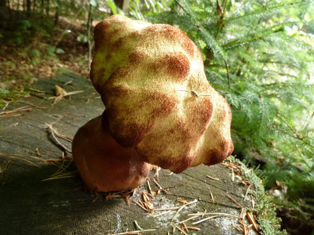 Fistulina Hepatica 5.jpg